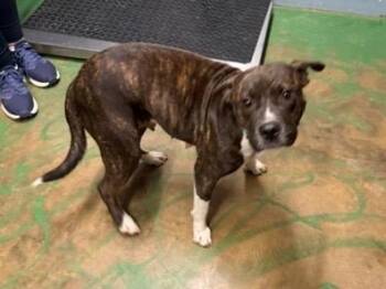 Regina 26 -  Mixed Breed Dog for Adoption in Brookhaven, Mississippi - Regina 26 | PetCurious