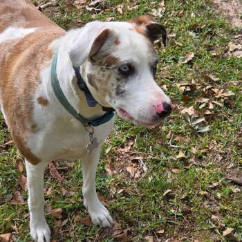 Rescue Catahoula Leopard Dog Dogs for Adoption in Pottsboro, Texas - Bella | PetCurious