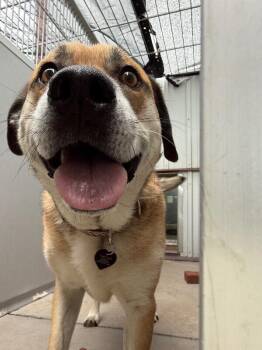 Sebastian -  Shepherd and Mixed Breed Dog for Adoption in Fort Collins, Colorado - Sebastian | PetCurious