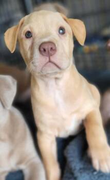 Sand -  Labrador Retriever and Pit Bull Terrier Dog for Adoption in Pottstown, Pennsylvania - Sand | PetCurious