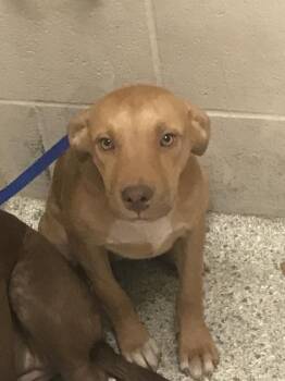 PATRICE -  Labrador Retriever and Mixed Breed Dog for Adoption in Conroe, Texas - PATRICE | PetCurious