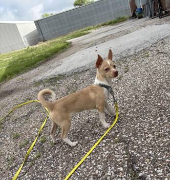 Oliver -  Chihuahua Dog for Adoption in Fremont, Nebraska - Oliver | PetCurious