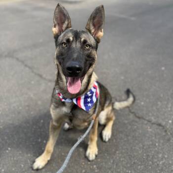 Rescue German Shepherd Dog Dogs for Adoption in Newberg, Oregon - Dusty | PetCurious