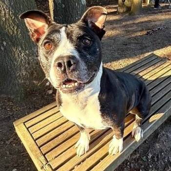 Rescue Mixed Breed Dogs for Adoption in Brookhaven, New York - Lady | PetCurious