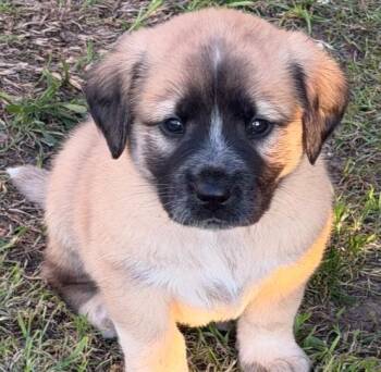 Great Pyrenees Dogs Available for Adoption in Krum, Texas - Texas Ranger | PetCurious