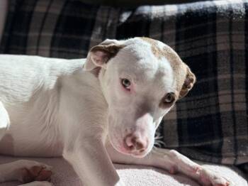 Yarrow -  Pit Bull Terrier and Rhodesian Ridgeback Dog for Adoption in Portland, Oregon - Yarrow | PetCurious