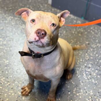 TUSC-Stray-84869 -  English Bulldog and Pit Bull Terrier Dog for Adoption in Tuscaloosa, Alabama - TUSC-Stray-84869 | PetCurious