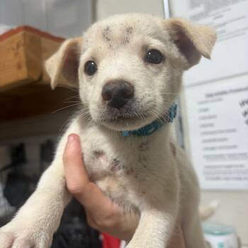 Pepsi -  Mixed Breed Dog for Adoption in Milton, Florida - Pepsi | PetCurious