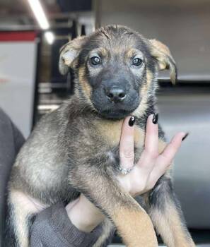 Rescue German Shepherd Dog Dogs for Adoption in Warrenton, Missouri - KO- Nala | PetCurious