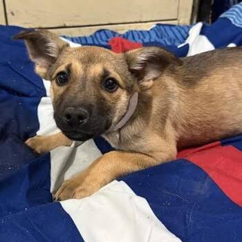 Trusty -  German Shepherd Dog and Mixed Breed Dog for Adoption in Wappingers Falls, New York - Trusty | PetCurious
