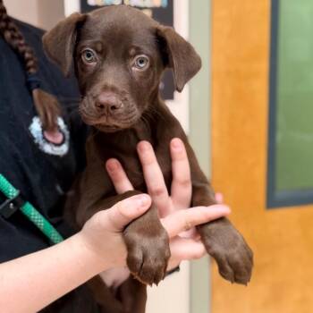 Jackie -  Chocolate Labrador Retriever Dog for Adoption in Columbus, Georgia - Jackie | PetCurious