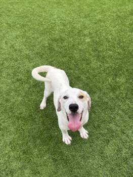 Labrador Retriever Dogs Available for Adoption - Cosmo | PetCurious