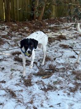Pointer Dogs Available for Adoption - Available For Adoption - Benz (NC, USA) | PetCurious
