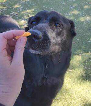 Labrador Retriever and German Shepherd Dog Dogs Available for Adoption - Kai | PetCurious