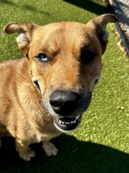 Rescue Mixed Breed Dogs for Adoption in Wichita, Kansas - Apollo | PetCurious