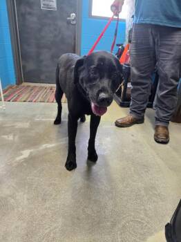 Black Lab -  Labrador Retriever Dog for Adoption in Camden, Tennessee - Black Lab | PetCurious
