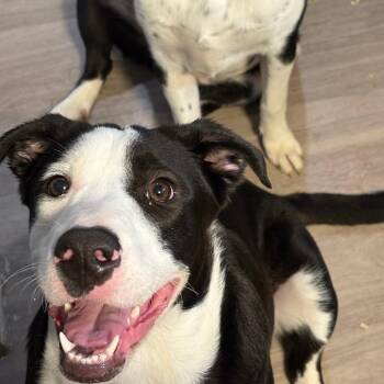 Shobu -  Border Collie and Labrador Retriever Dog for Adoption in Austin, Texas - Shobu | PetCurious