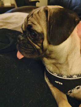 Rescue Pug Dogs for Adoption in Mesa, Arizona - Daisy | PetCurious