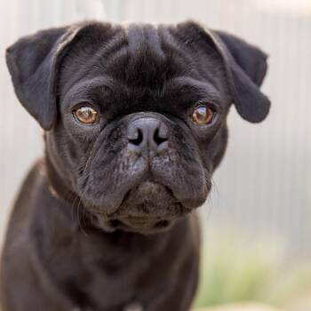 Pug and Mixed Breed Dogs Available for Adoption in Palm Springs, California - Kane | PetCurious