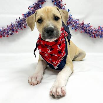759 (2026) -  Boxer and Pit Bull Terrier Dog for Adoption in Parker, Colorado - 759 (2026) | PetCurious