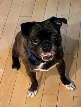 Blitz -  Pug Dog for Adoption in Torrington, Connecticut - Blitz | PetCurious