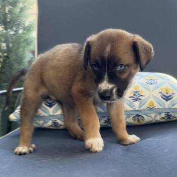 Romeo -  Australian Shepherd and Labrador Retriever Dog for Adoption - Romeo | PetCurious