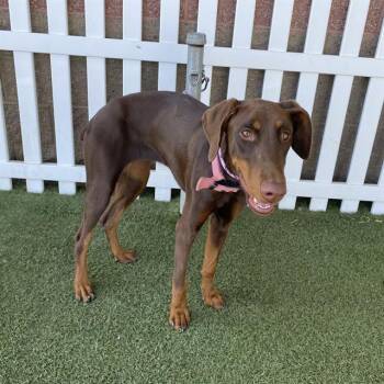 A614520 -  Doberman Pinscher and Mixed Breed Dog for Adoption in Modesto, California - A614520 | PetCurious