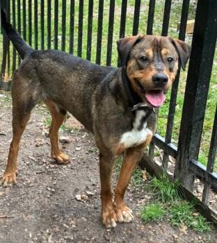 Elton -  Mixed Breed Dog for Adoption in Yellville, Arkansas - Elton | PetCurious