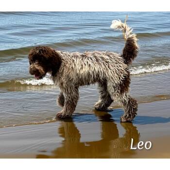 Leo -  Lagotto Romagnolo Dog for Adoption in Fredericksburg, Virginia - Leo | PetCurious