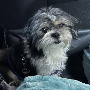 Winston -  Shih Tzu Dog for Adoption in Philadelphia, Pennsylvania - Winston | PetCurious