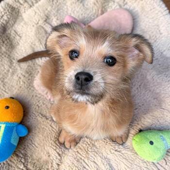 Miniature Poodle and Spaniel Dogs Available for Adoption - Panini | PetCurious