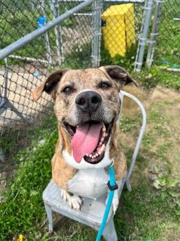 Mixed Breed Dogs Available for Adoption in New Cumberland, West Virginia - Diamond | PetCurious