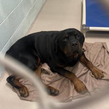 Hooch -  Rottweiler Dog for Adoption in Newark, New Jersey - Hooch | PetCurious