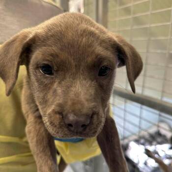 Pit Bull Terrier Dogs Available for Adoption - Storm | PetCurious