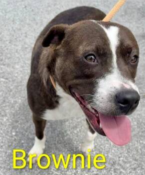 Rescue Hound and Labrador Retriever Dogs for Adoption in Crossville, Tennessee - BROWNIE | PetCurious