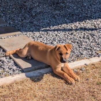 Shepherd and Labrador Retriever Dogs Available for Adoption - Yogi | PetCurious
