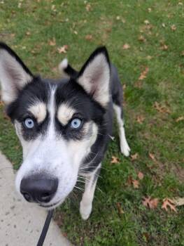 Rescue Husky Dogs for Adoption in Brookhaven, New York - Jack | PetCurious