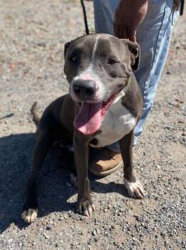Rescue Pit Bull Terrier Dogs for Adoption in Ventura, California - Bruce | PetCurious