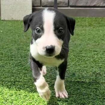 Tilly 6514 -  Mixed Breed Dog for Adoption in Loxahatchee Groves, Florida - Tilly 6514 | PetCurious