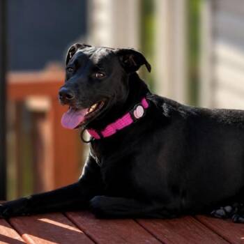 Black Labrador Retriever Dogs Available for Adoption in Naperville, Illinois - Stormy | PetCurious