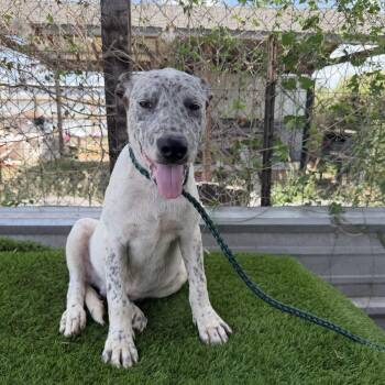 Rolo -  Australian Cattle Dog Blue Heeler Dog for Adoption in Harlingen, Texas - Rolo | PetCurious
