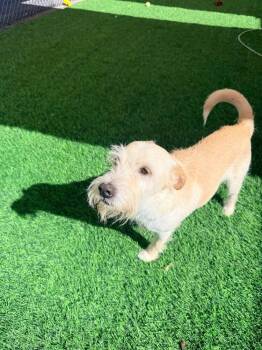 Bisbee -  Parson Russell Terrier and Mixed Breed Dog for Adoption in Calgary, Alberta - Bisbee | PetCurious
