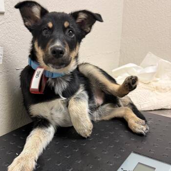 German Shepherd Dog Dogs Available for Adoption - 380 (2026) | PetCurious