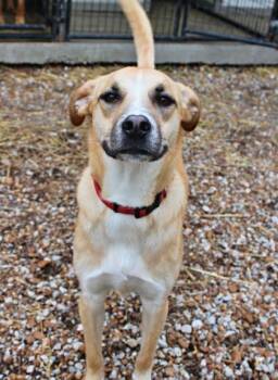 Shepherd and Mixed Breed Dogs Available for Adoption in Morton Grove, Illinois - Carly | PetCurious