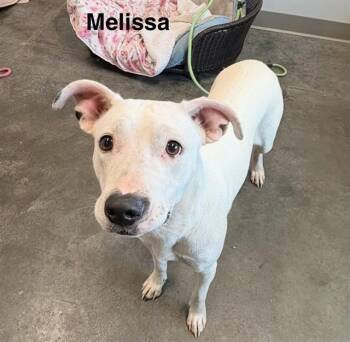 Rescue Labrador Retriever and Mixed Breed Dogs for Adoption in Brunswick, Georgia - MELISSA | PetCurious