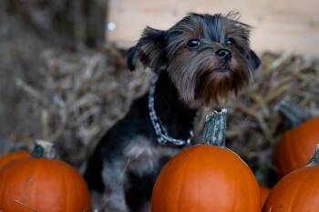 Luna -  Yorkshire Terrier Dog for Adoption in Auburn, Georgia - Luna | PetCurious
