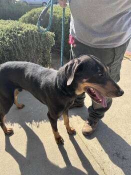 Rescue Doberman Pinscher Dogs for Adoption in Ojai, California - SMOKE | PetCurious