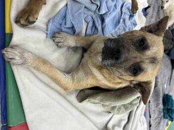 Pit Bull Terrier and Chow Chow Dogs Available for Adoption - Redford | PetCurious