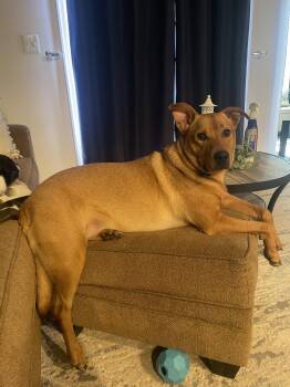 Labrador Retriever Dogs Available for Adoption in Herndon, Virginia - Bear | PetCurious