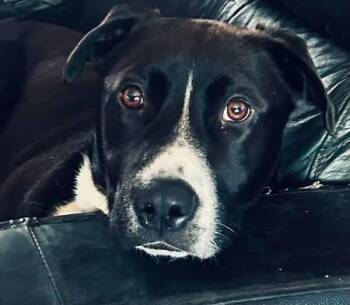 Border Collie Dogs Available for Adoption in Eugene, Oregon - Baxter | PetCurious